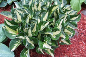 Whirlwind, Hosta 